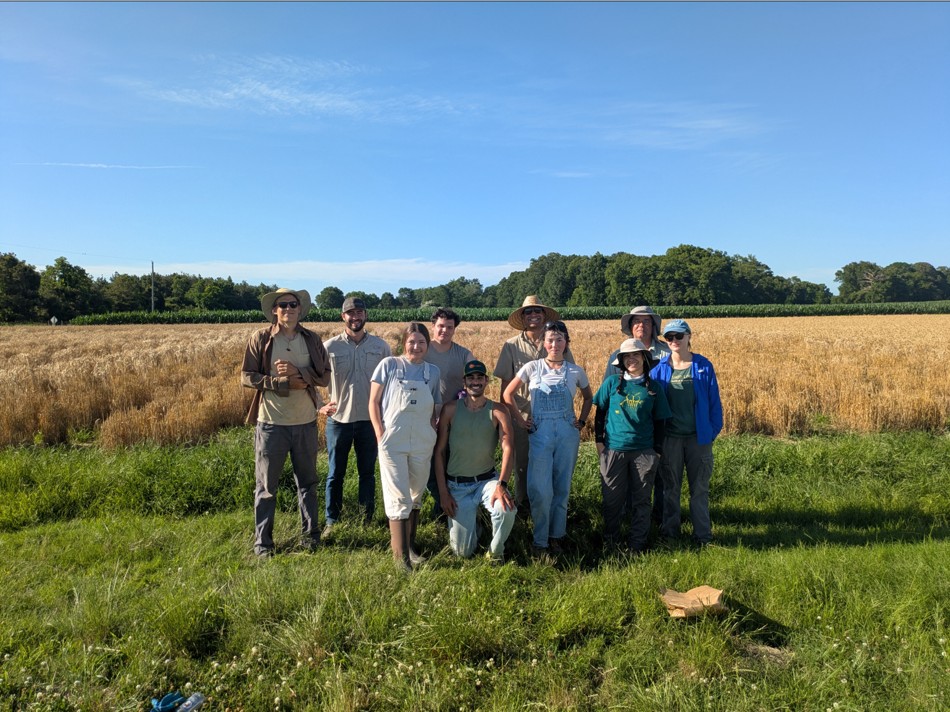wheat crops growing