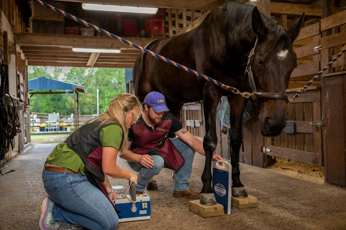 Peyton Todd working with horse Peyton Todd working with horse