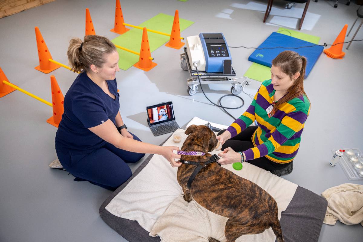 Stephenson Pet Clinic Stephenson Pet Clinic