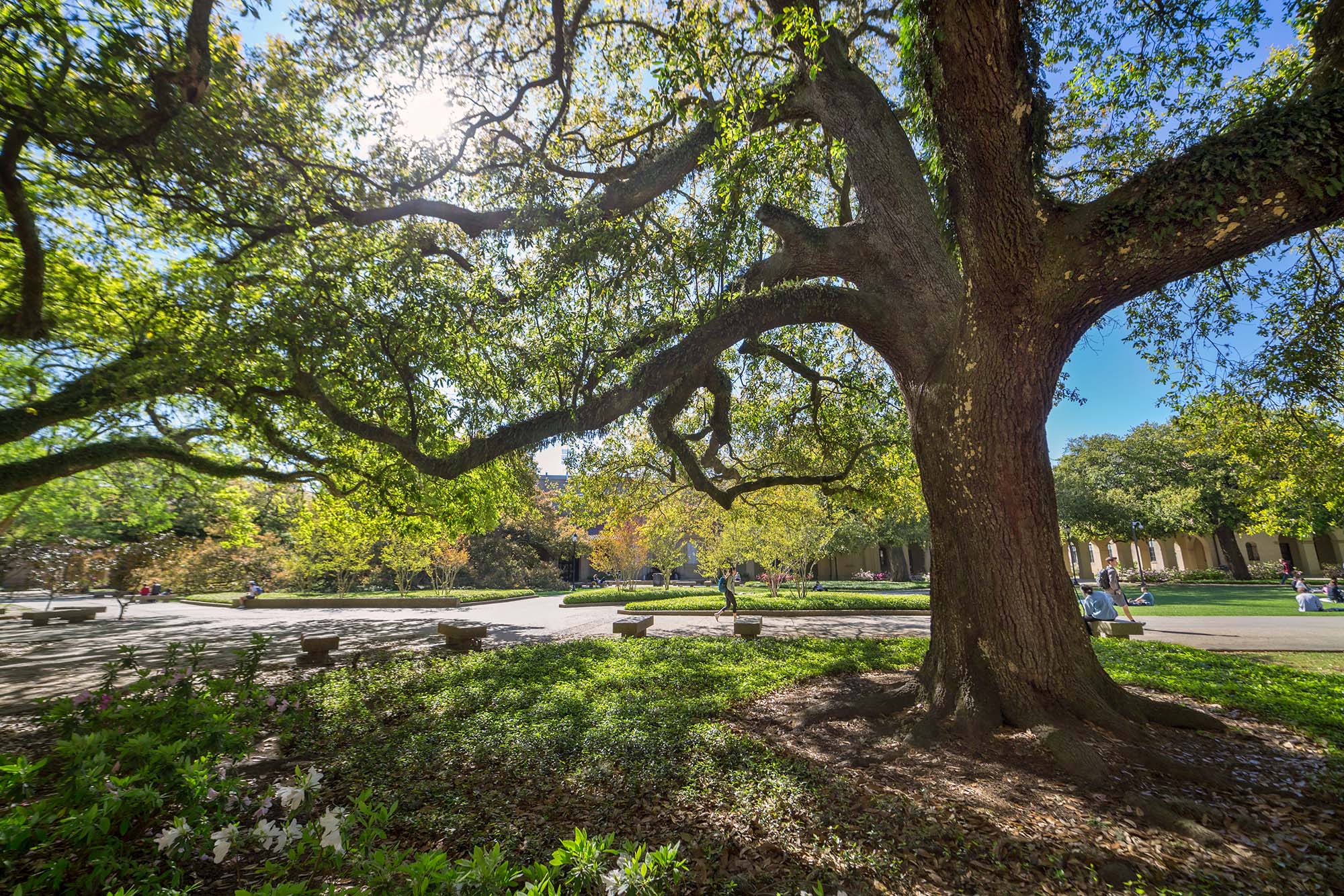 oak tree in the quad