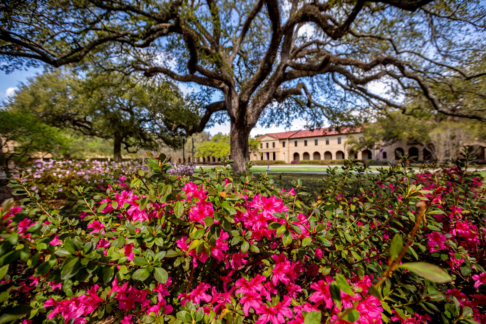 Image of oaks and flower