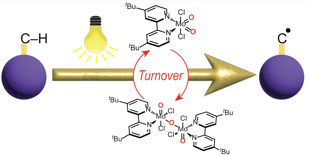 Direct photocatalytic C–H activation mediated by MoO2Cl2(bpy-tBu)