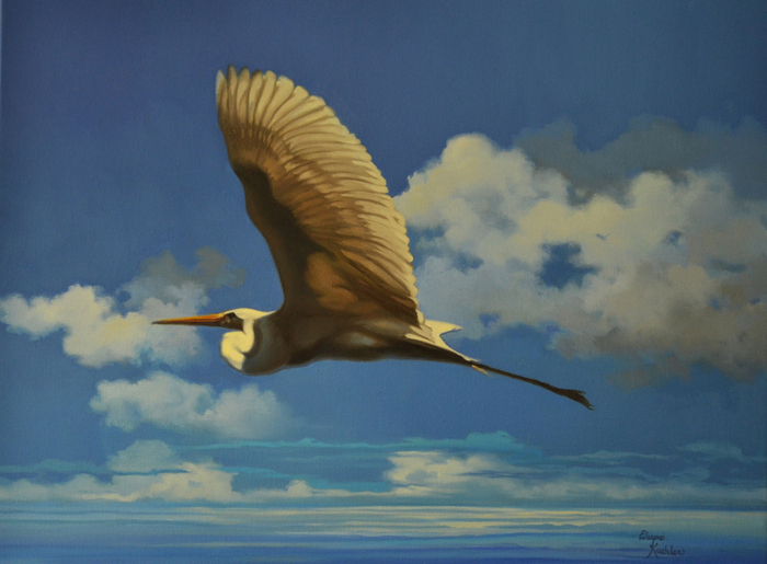 A Soaring Egret egret flying in a blue sky with clouds
