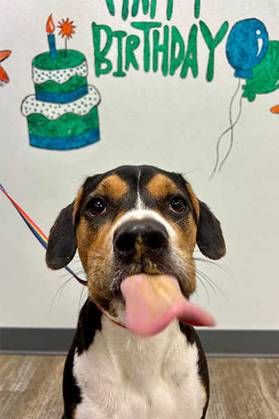 beagle sticking out its tongue