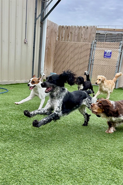 a group of dogs running in the dog daycare yard